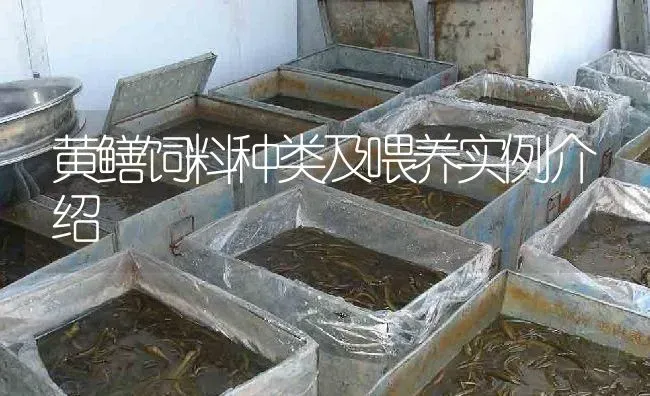 黄鳝饲料种类及喂养实例介绍 | 淡水养殖