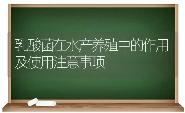乳酸菌在水产养殖中的作用及使用注意事项 | 动物养殖百科