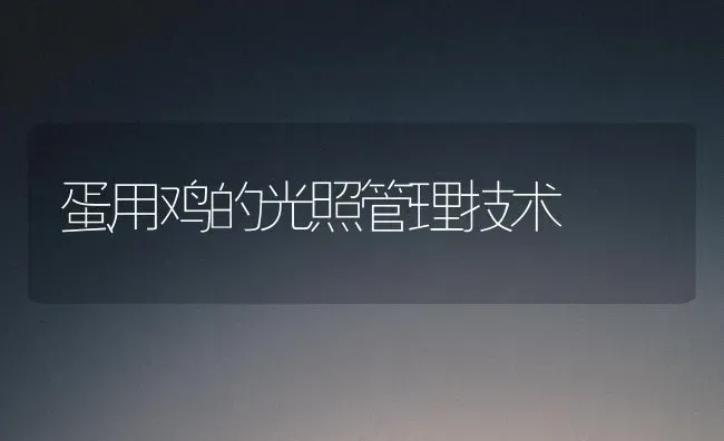 蛋用鸡的光照管理技术 | 家禽养殖