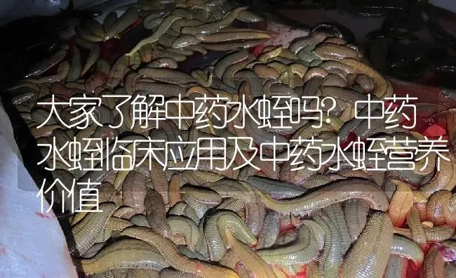 大家了解中药水蛭吗?中药水蛭临床应用及中药水蛭营养价值 | 养殖病虫害防治