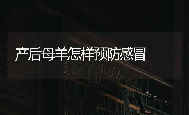 产后母羊怎样预防感冒 | 家畜养殖