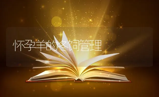 怀孕羊的冬饲管理 | 家畜养殖