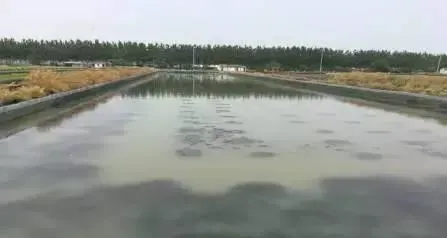 河蟹池塘水浑危害大，方法对路好处理