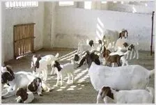 夏季养羊养殖户应注意的问题 | 农业养殖技术