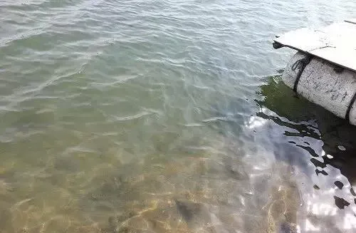 化冰后海参圈底质要维护 水体浑浊需注意