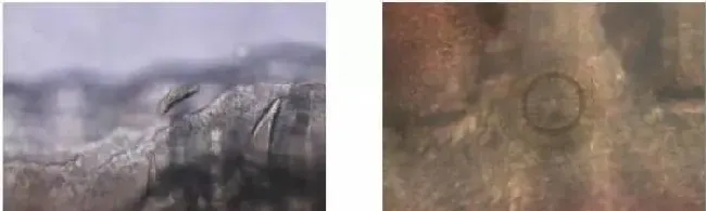这几种鱼类常见寄生虫，你都了解了吗？