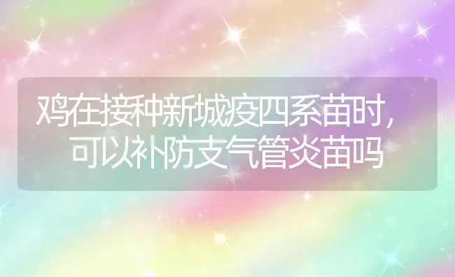 鸡在接种新城疫四系苗时， 可以补防支气管炎苗吗 | 家禽养殖