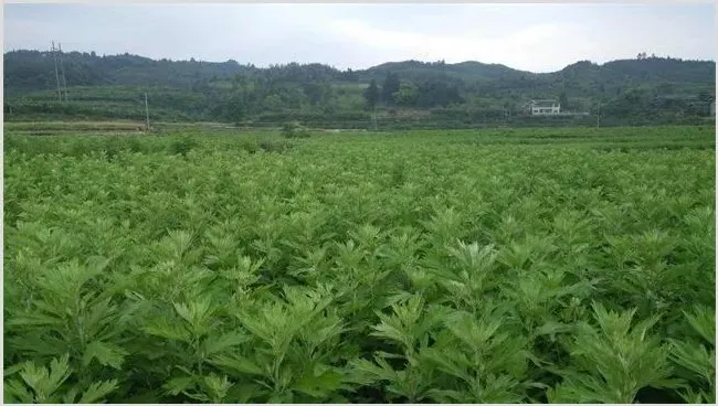 养猪常用的中草药 | 农业养殖科普
