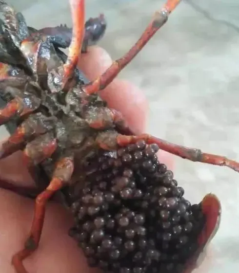 想提高小龙虾苗的质量？秋繁小龙虾养殖塘的管理要注意这些问题