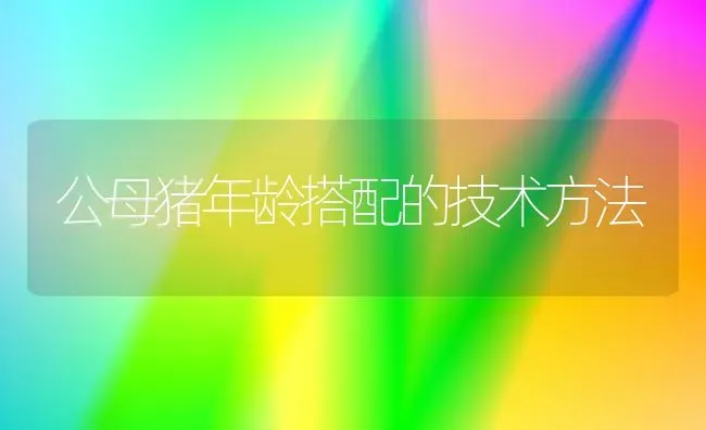 公母猪年龄搭配的技术方法 | 家畜养殖