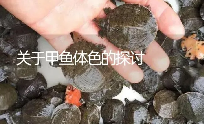 关于甲鱼体色的探讨 | 淡水养殖