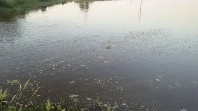 成功处理由烂草引起水红和河蟹上岸的案例