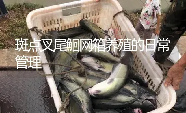 斑点叉尾鮰网箱养殖的日常管理 | 淡水养殖