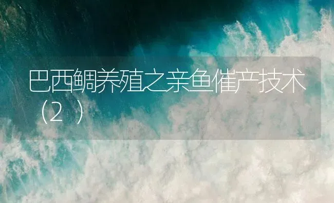 巴西鲷养殖之亲鱼催产技术（2） | 海水养殖