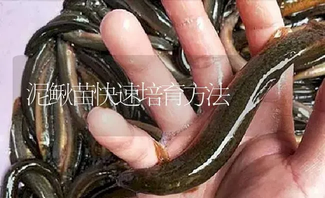 泥鳅苗快速培育方法 | 淡水养殖