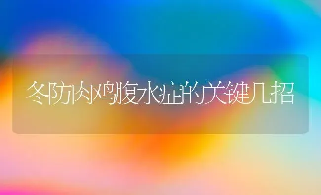 冬防肉鸡腹水症的关键几招 | 家禽养殖