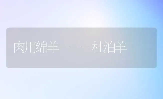 肉用绵羊---杜泊羊 | 家畜养殖