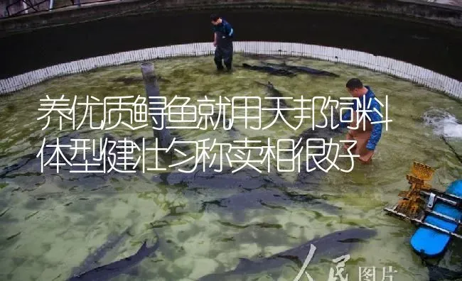 养优质鲟鱼就用天邦饲料 体型健壮匀称卖相很好 | 淡水养殖