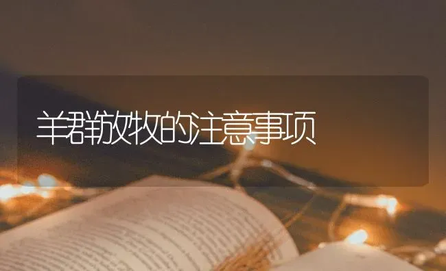 羊群放牧的注意事项 | 家畜养殖