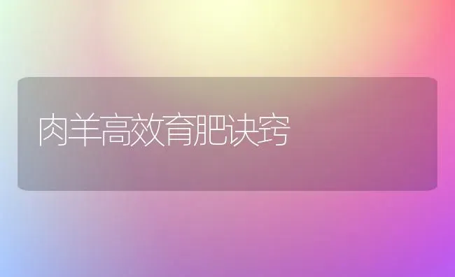 肉羊高效育肥诀窍 | 家畜养殖