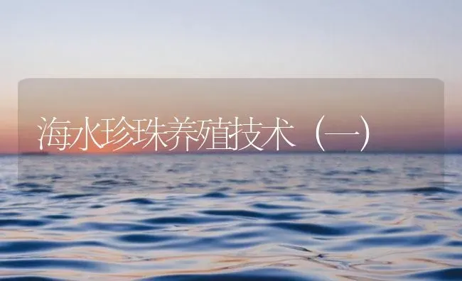 海水珍珠养殖技术（一） | 海水养殖