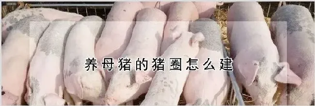 养母猪的猪圈怎么建 | 农业养殖科普