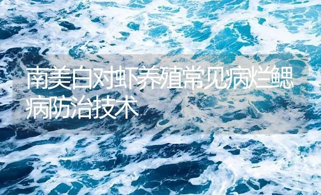 南美白对虾养殖常见病烂鳃病防治技术 | 海水养殖
