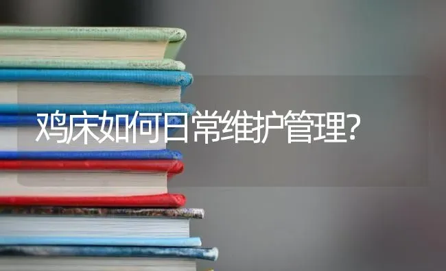 鸡床如何日常维护管理？ | 家禽养殖