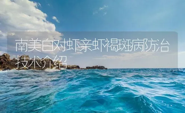 南美白对虾亲虾褐斑病防治技术介绍 | 海水养殖