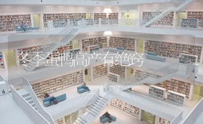 冬季蛋鸭高产有绝窍 | 家禽养殖