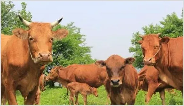肉牛养殖场怎么建设？手把手教您建设肉牛养殖场 | 养殖动物技术