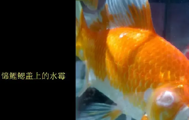 鱼病知识：多图了解水霉病