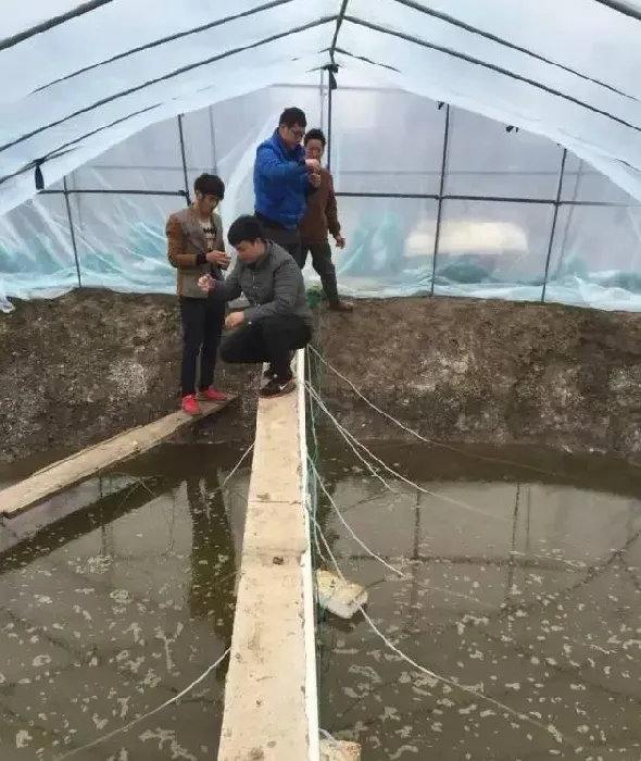 分析南美白对虾养殖水体中青苔发生的原因、危害及处理方法