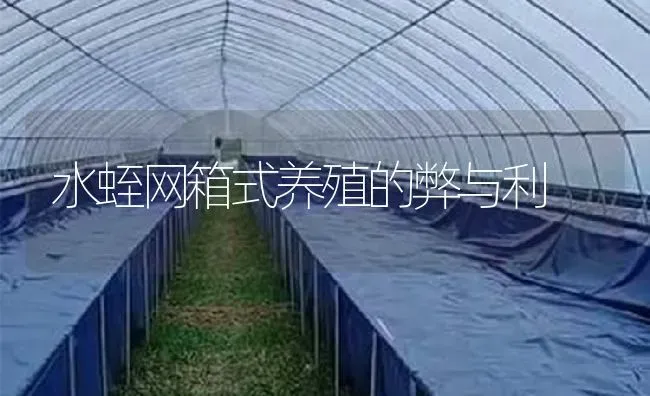 水蛭网箱式养殖的弊与利 | 特种养殖