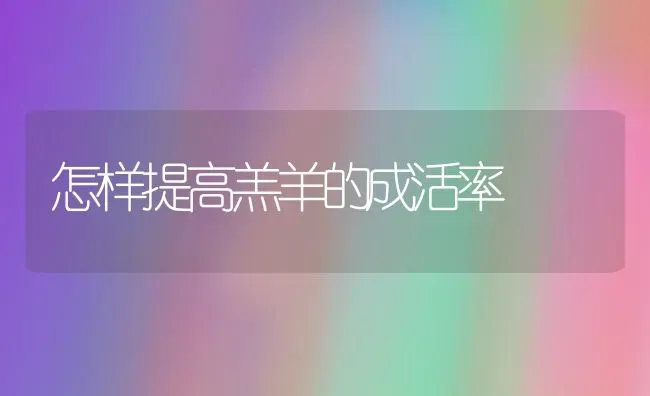 怎样提高羔羊的成活率 | 家畜养殖