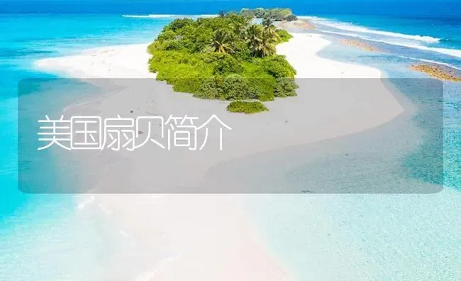 美国扇贝简介 | 海水养殖