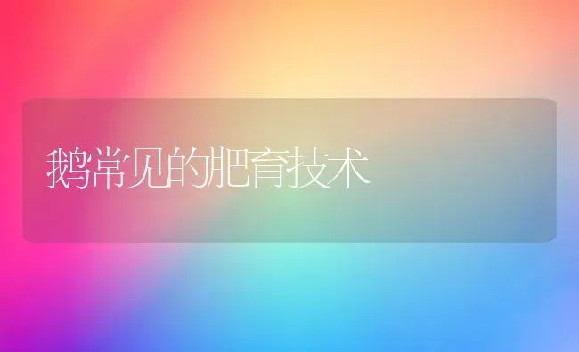 鹅常见的肥育技术 | 家禽养殖