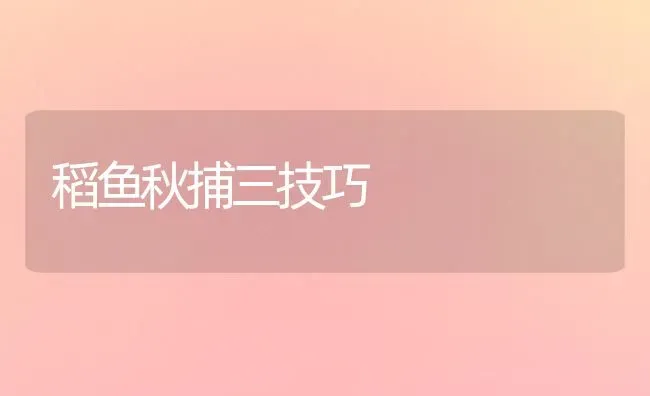 稻鱼秋捕三技巧 | 淡水养殖