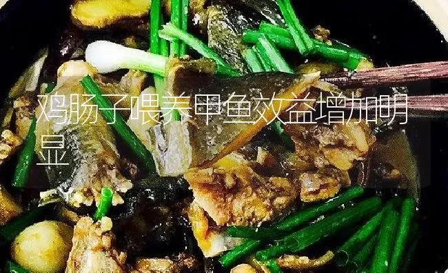 鸡肠子喂养甲鱼效益增加明显 | 淡水养殖