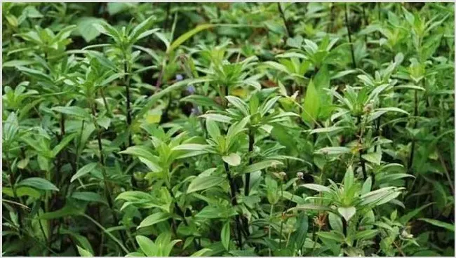 养猪常用的中草药 | 农业养殖科普
