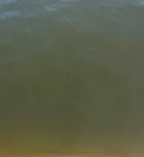 南美白对虾肠道发红空肠空胃拉白便的解决办法