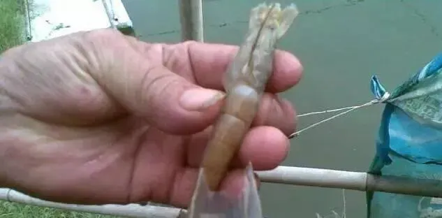 中茬虾养殖，对虾上料慢的原因
