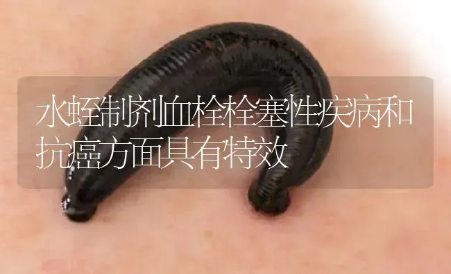 水蛭制剂血栓栓塞性疾病和抗癌方面具有特效 | 特种养殖