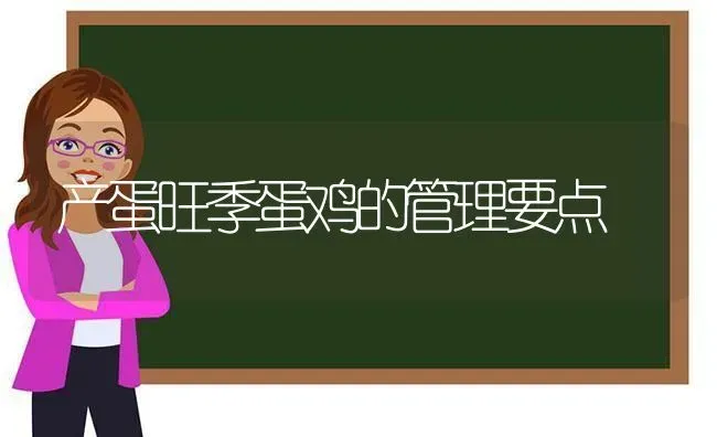 产蛋旺季蛋鸡的管理要点 | 家禽养殖