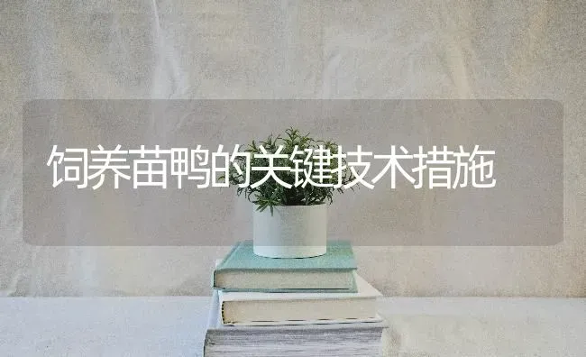 饲养苗鸭的关键技术措施 | 家禽养殖