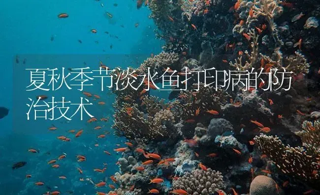 夏秋季节淡水鱼打印病的防治技术 | 养殖病虫害防治