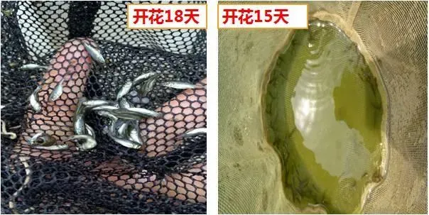 使用海大鲮鱼料配合海大鲮鱼开花方案效果显著