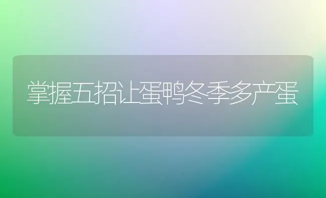 掌握五招让蛋鸭冬季多产蛋 | 家禽养殖