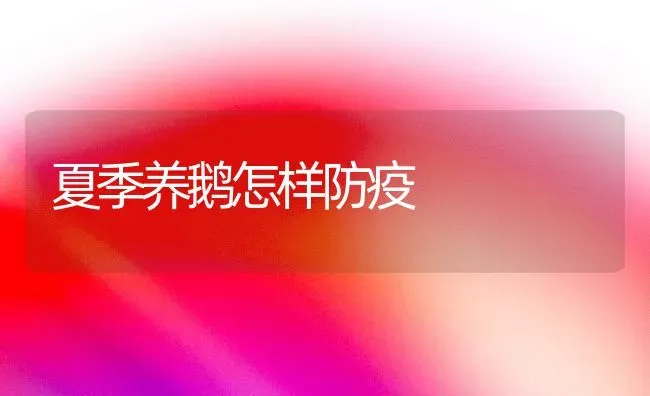 夏季养鹅怎样防疫 | 家禽养殖