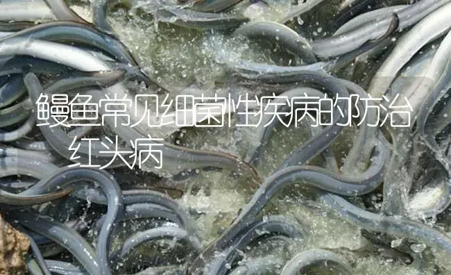 鳗鱼常见细菌性疾病的防治 红头病 | 淡水养殖